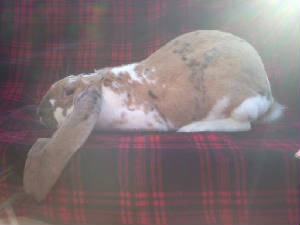 downsized_1223121342.jpg